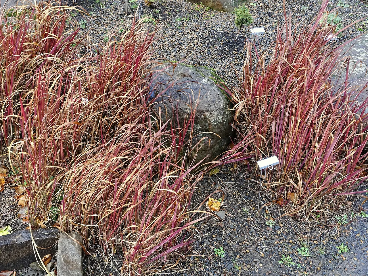 Japanese Blood Grass (Imperata cylindrica Rubra)