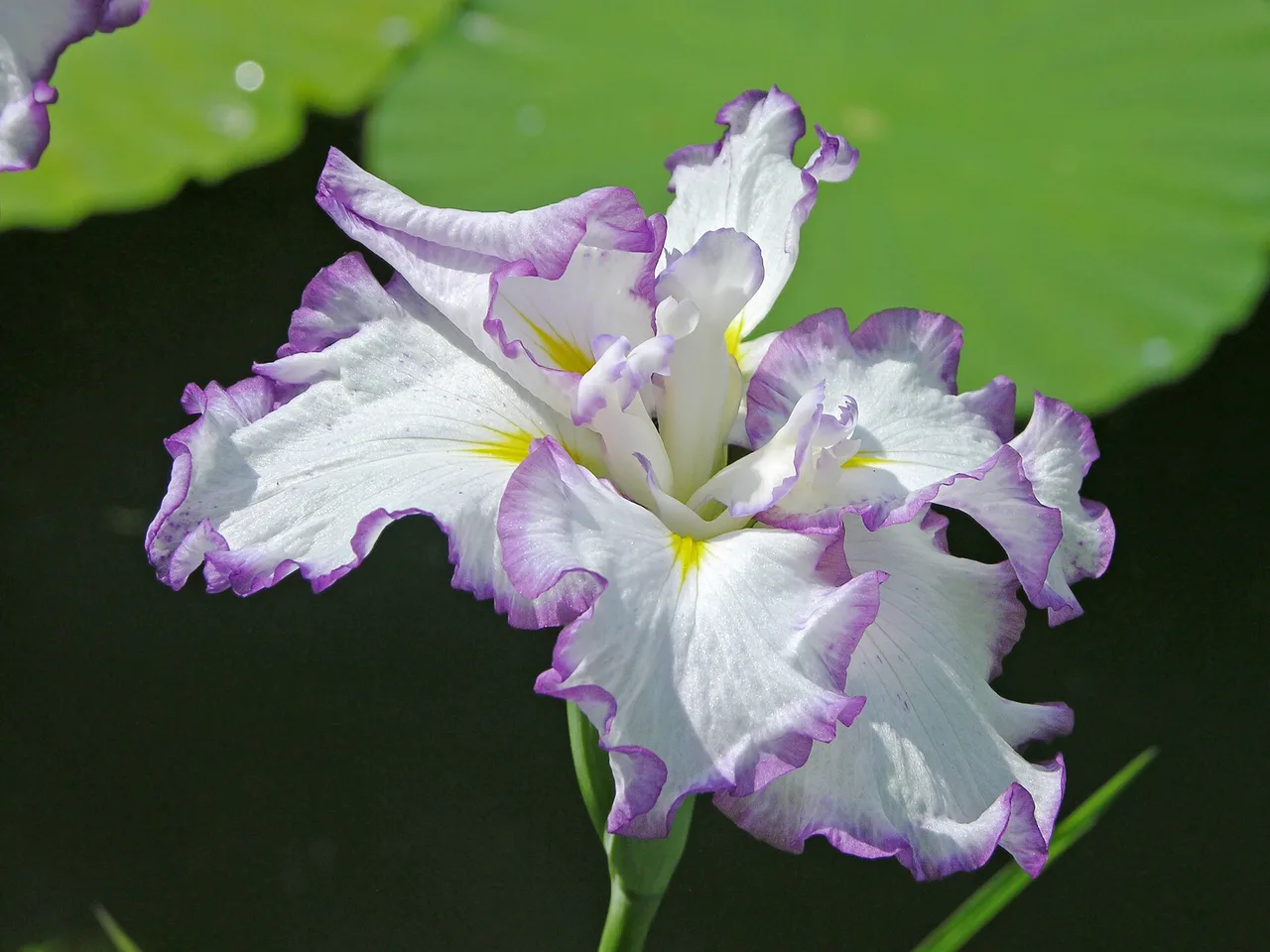 Japanese Water Iris (Iris ensata)