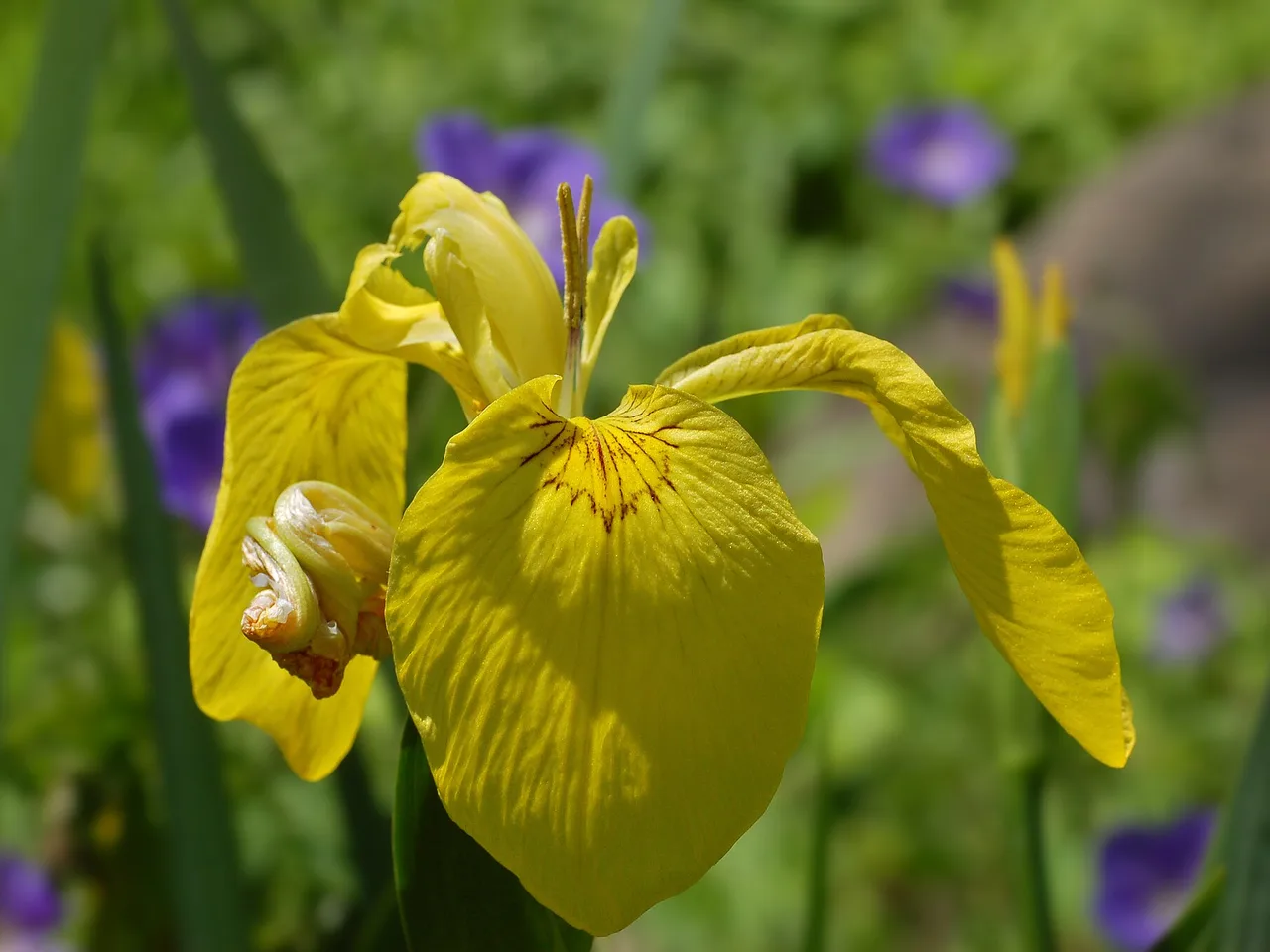 Yellow Flag Iris (Iris pseudacorus)