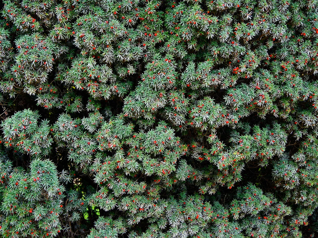 Irish Yew (Taxus baccata Fastigiata)