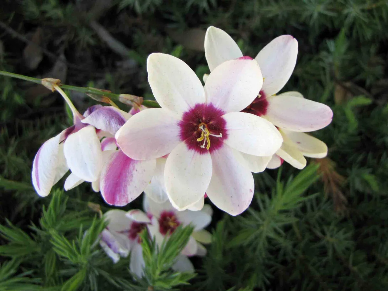 African Corn Lily (Ixia maculata)