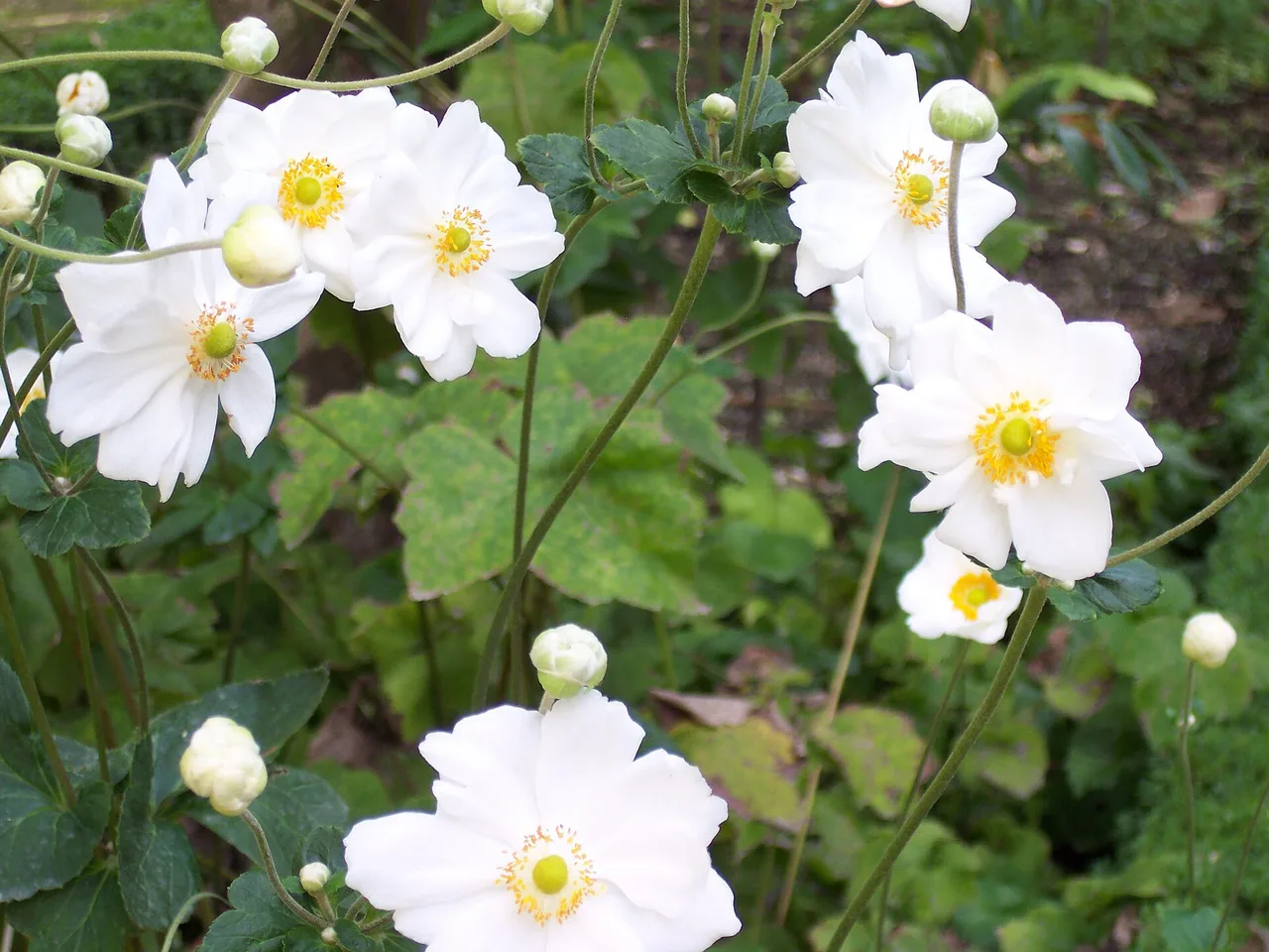 Japanese Anemone (Anemone x hybrida)