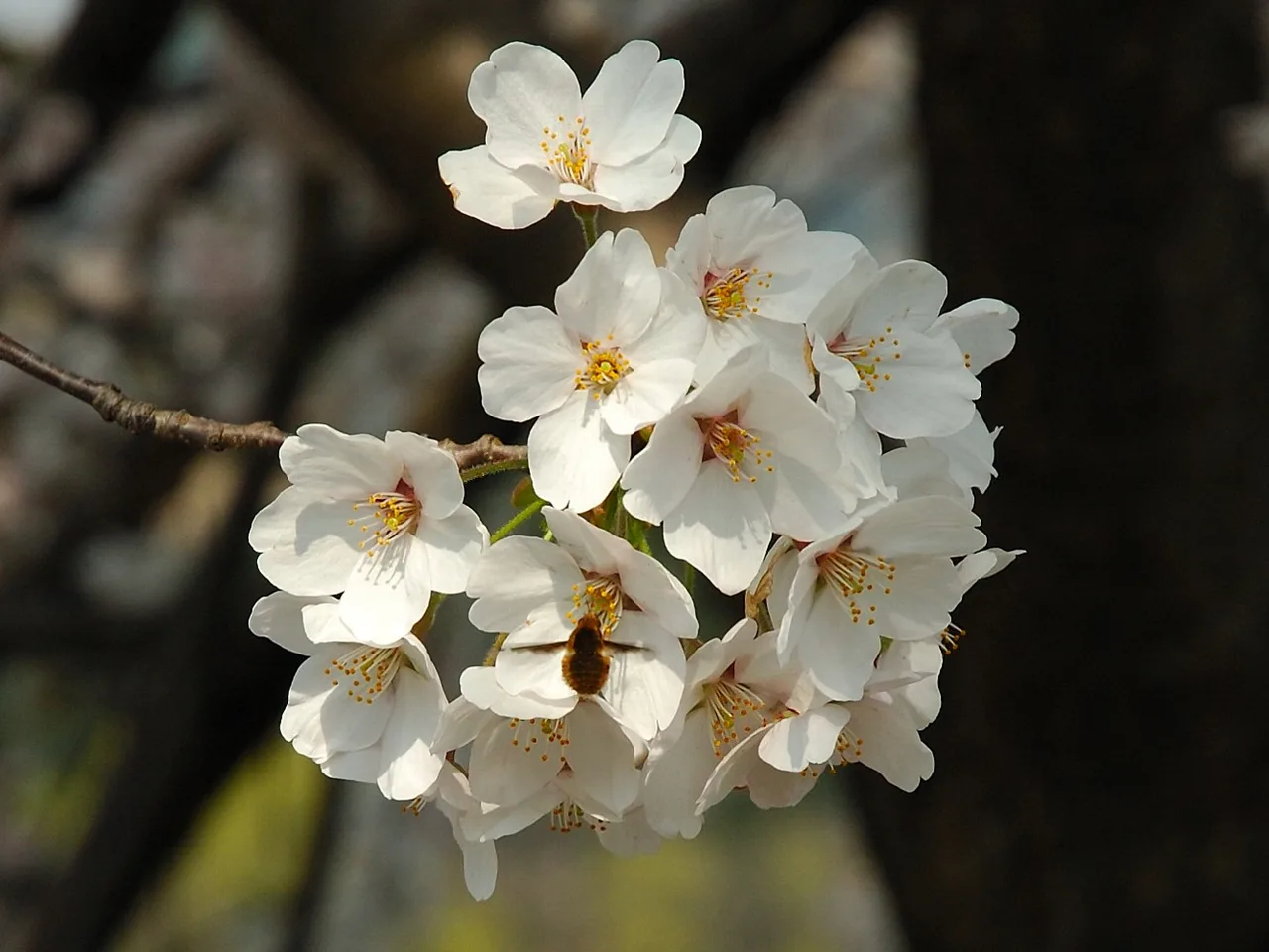 Japanese Flowering Cherry (Prunus serrulata)