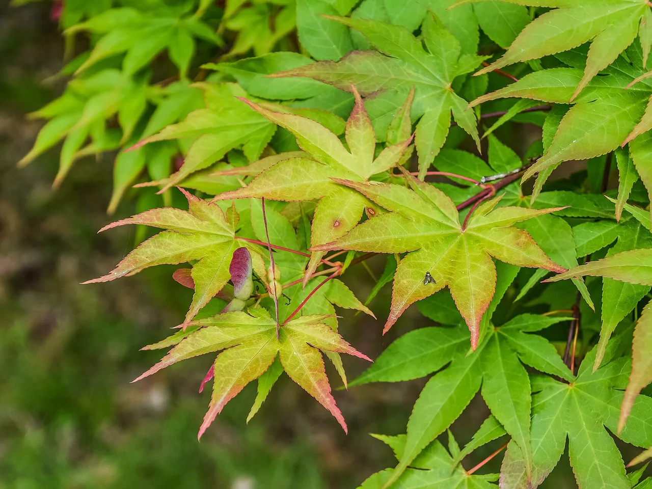Japanese Maple (Acer palmatum)