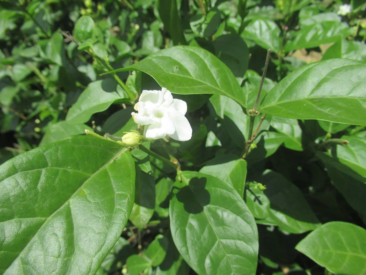 Arabian Jasmine (Jasminum sambac)