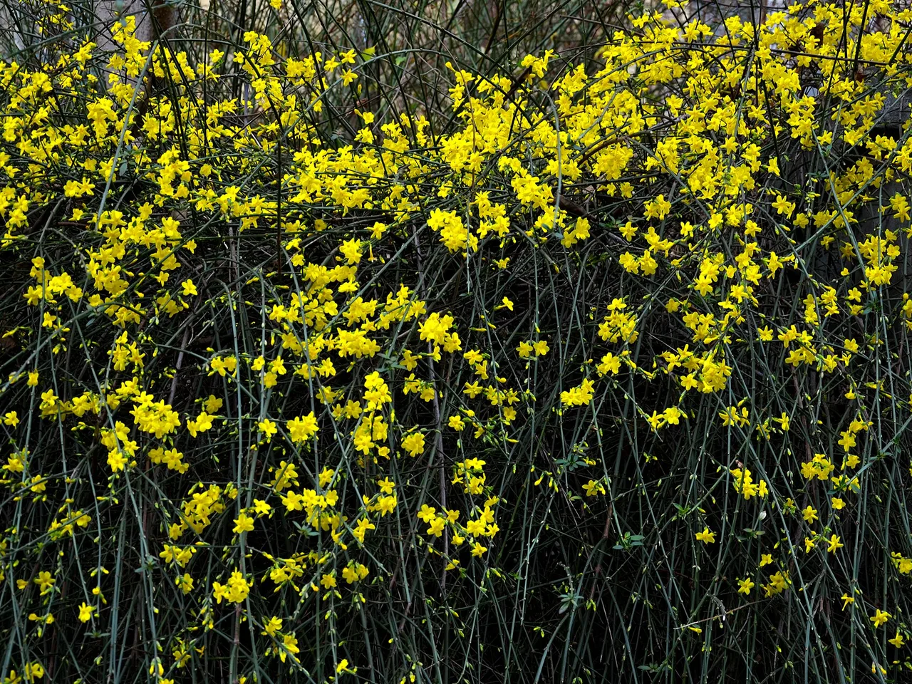 Winter Jasmine (Jasminum nudiflorum)