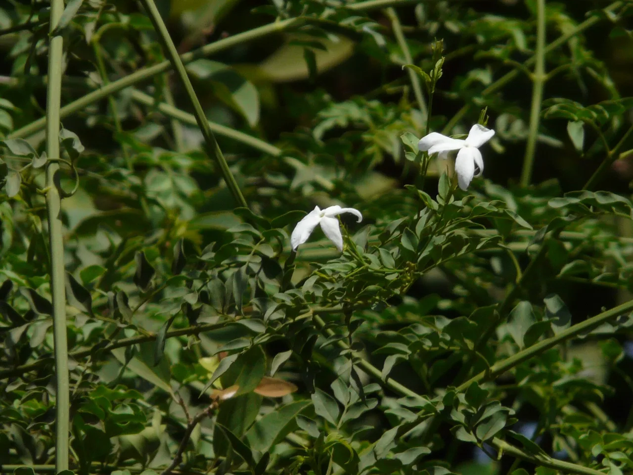 Common Jasmine (Jasminum officinale)