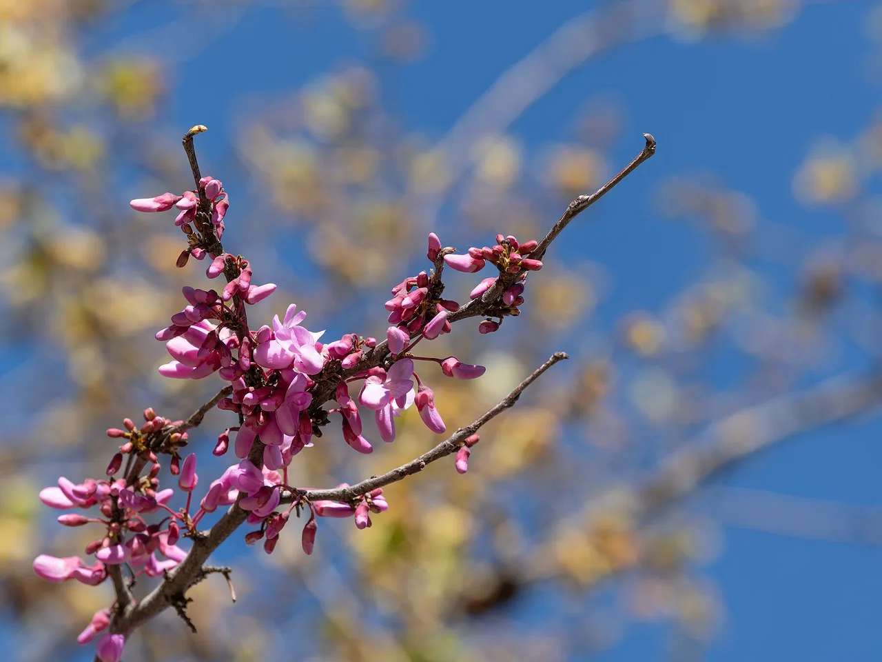 Judas Tree (Cercis siliquastrum)