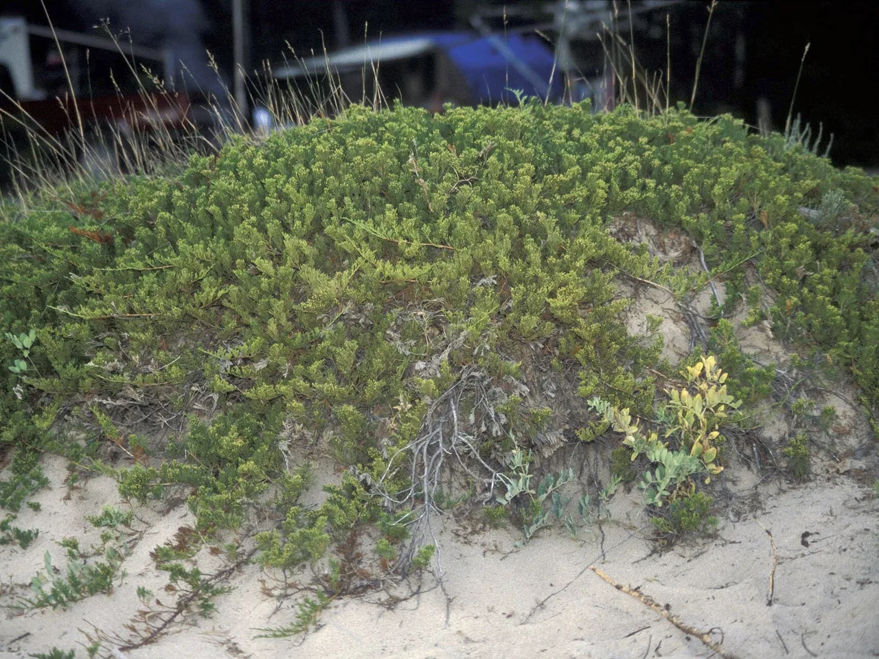 Creeping Juniper (Juniperus horizontalis)