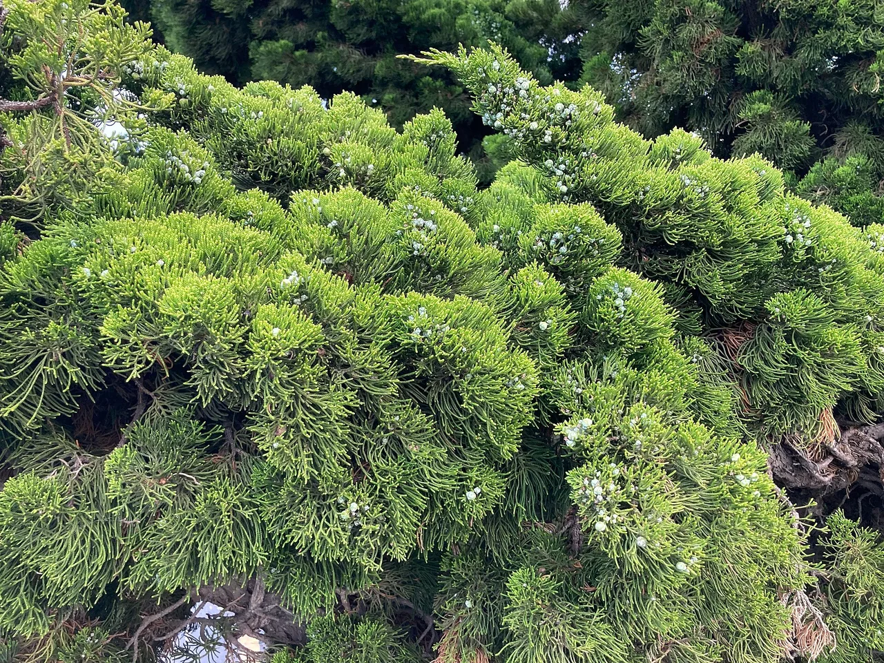 Juniper (Juniperus chinensis)