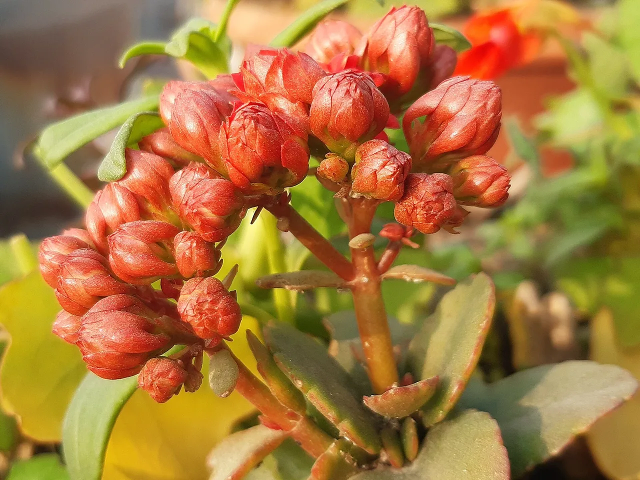 Flaming Katy (Kalanchoe blossfeldiana)
