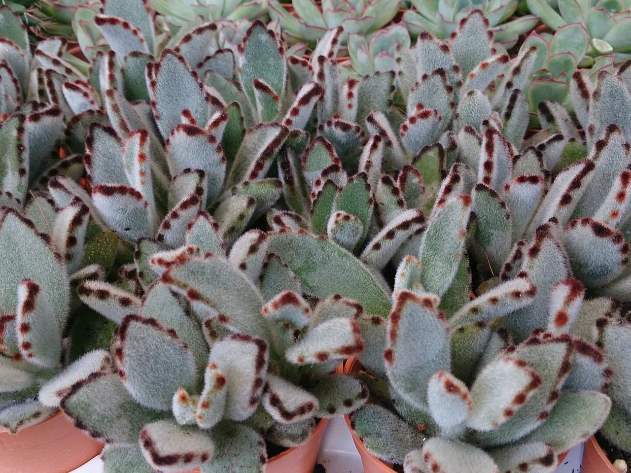 Panda Plant (Kalanchoe tomentosa)