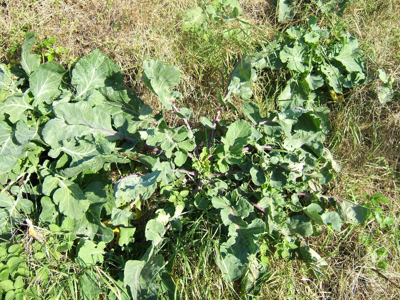 Kale (Brassica oleracea)