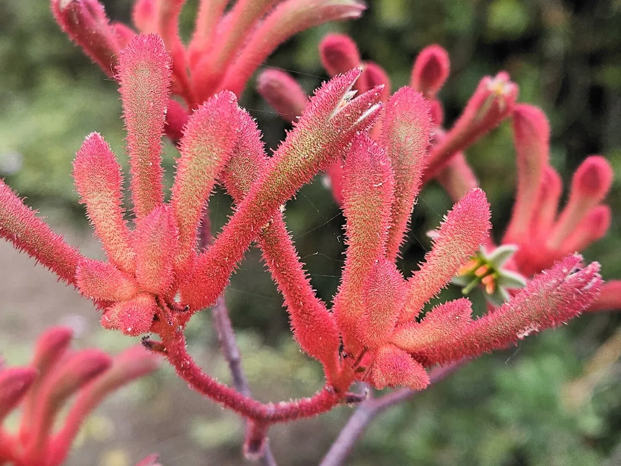 Kangaroo Paw (Anigozanthos flavidus)