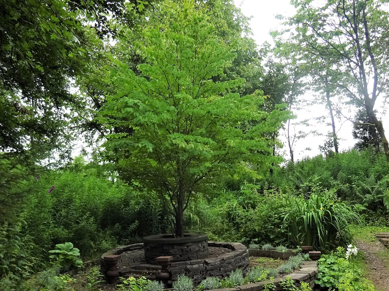 Katsura (Cercidiphyllum japonicum)