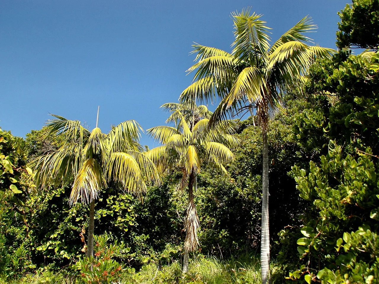 Kentia Palm (Howea forsteriana)