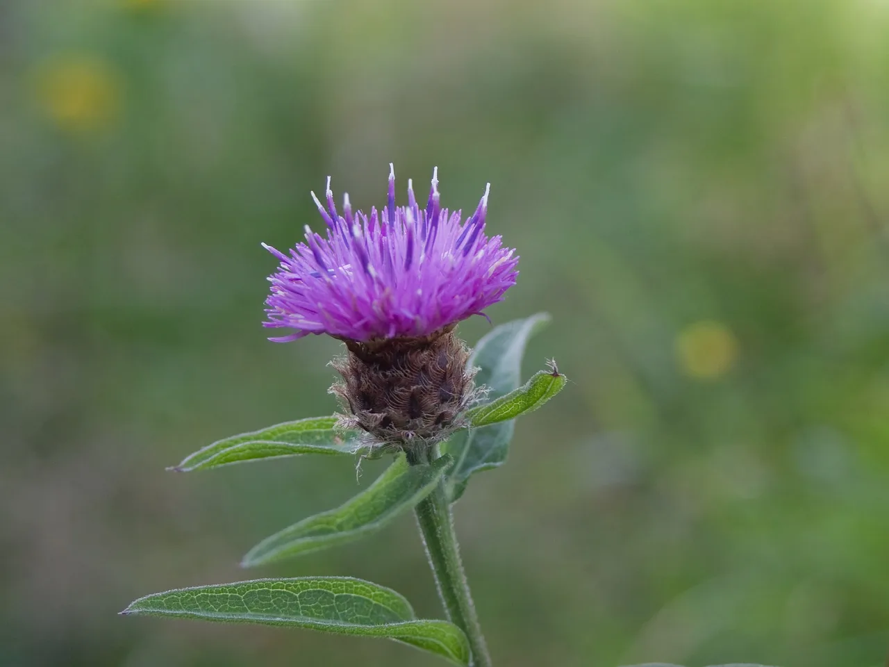 Common Knapweed (Centaurea nigra)