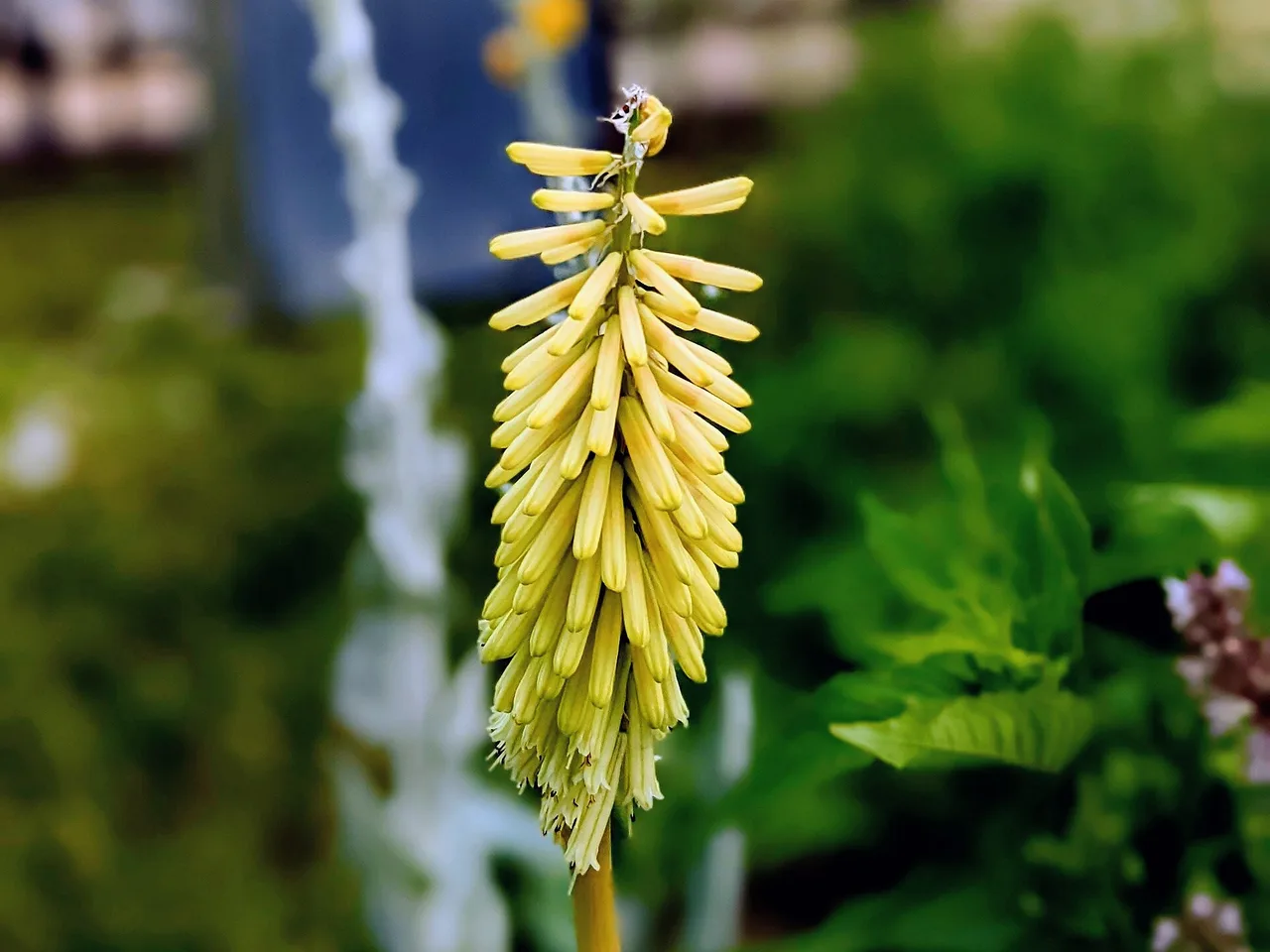 Red Hot Poker (Kniphofia uvaria)