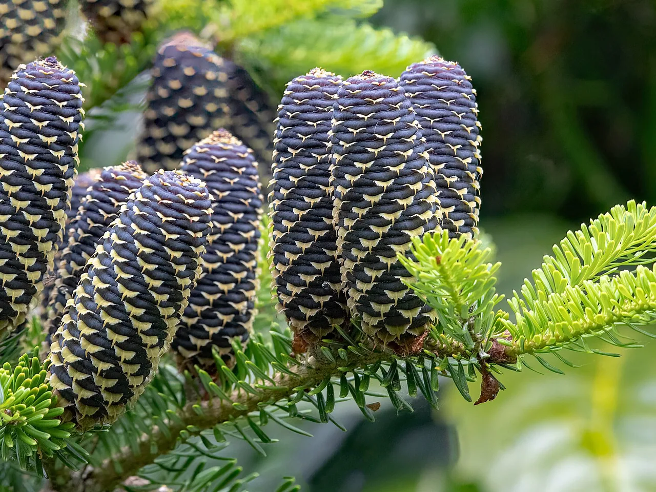 Korean Fir (Abies koreana)