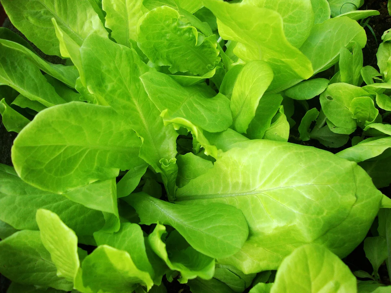 Lettuce (Lactuca sativa)