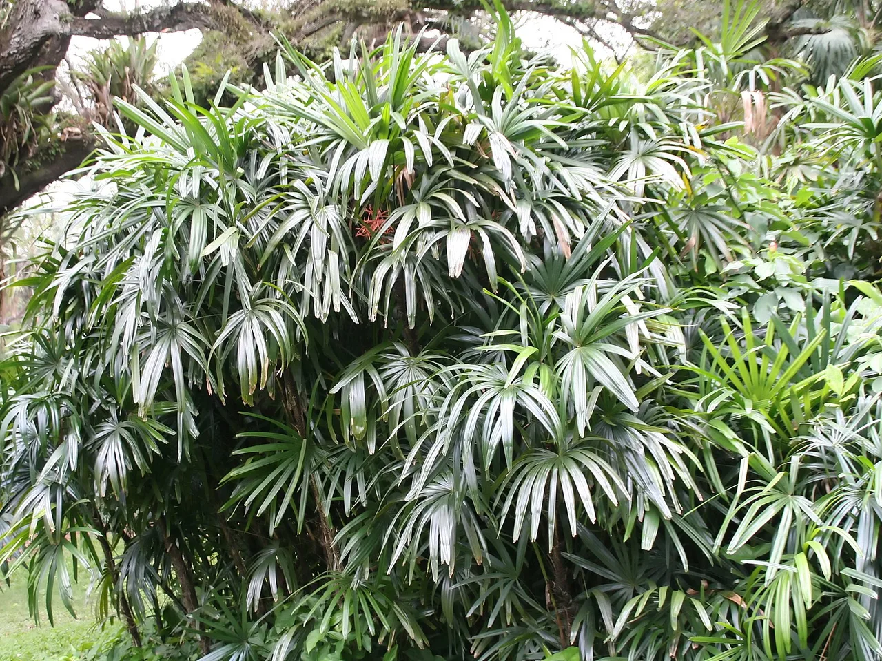 Lady Palm (Rhapis excelsa)