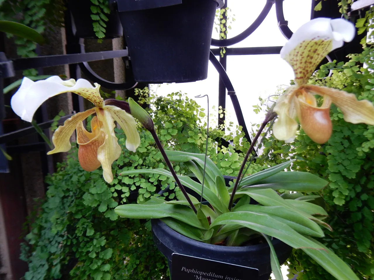 Lady Slipper Orchid (Paphiopedilum insigne)