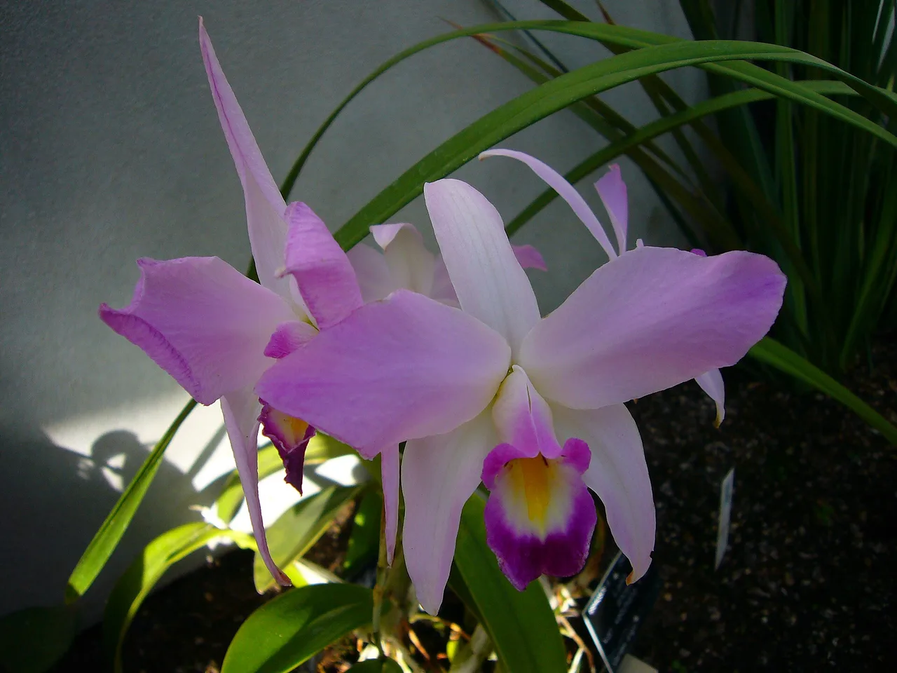 Laelia (Laelia anceps)