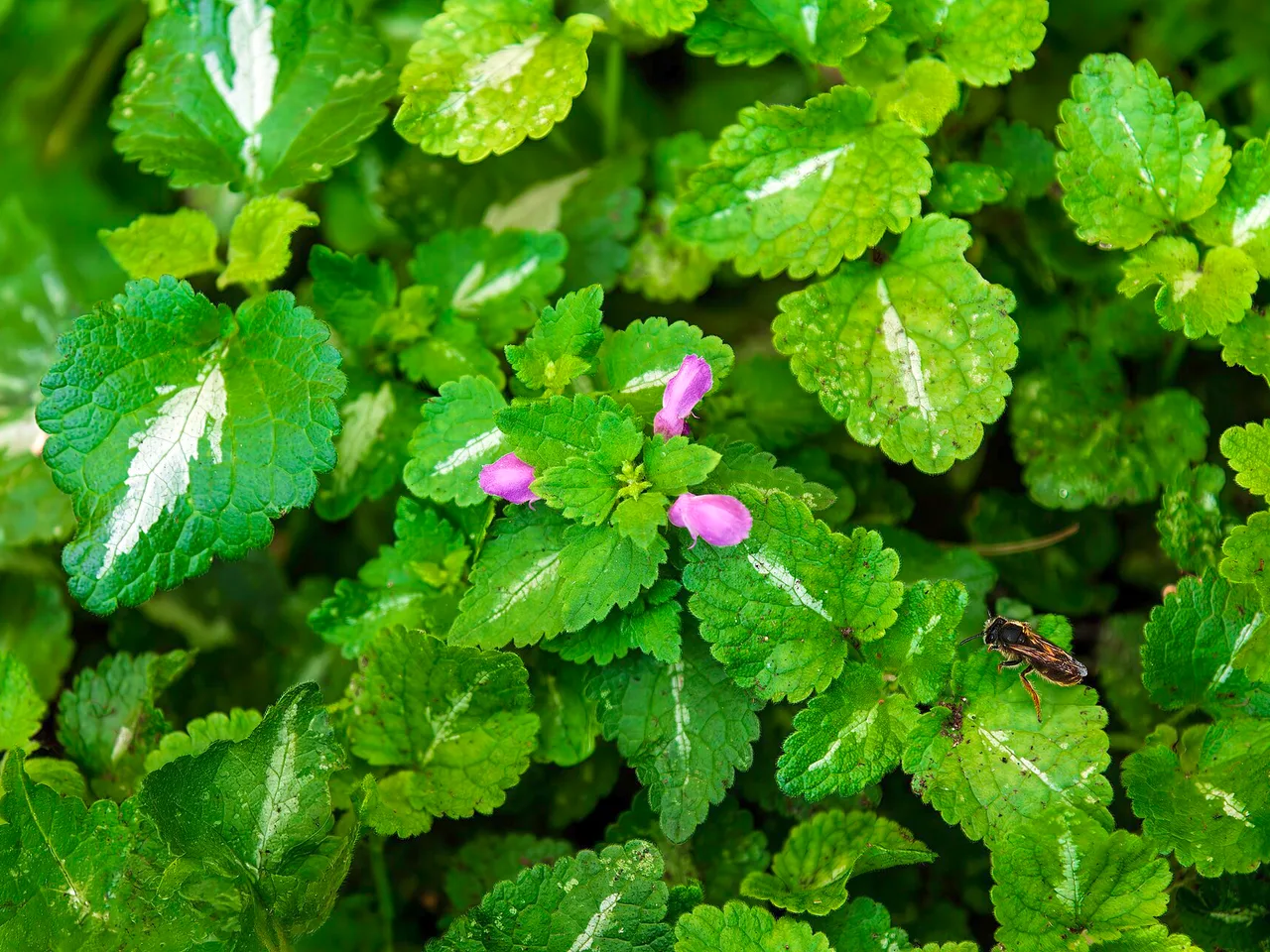 Spotted Deadnettle (Lamium maculatum)
