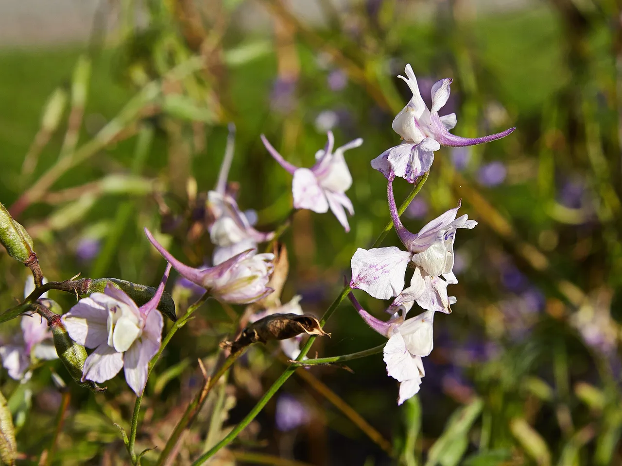 Larkspur (Consolida ajacis)