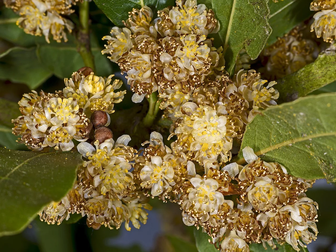 Bay Laurel (Laurus nobilis)