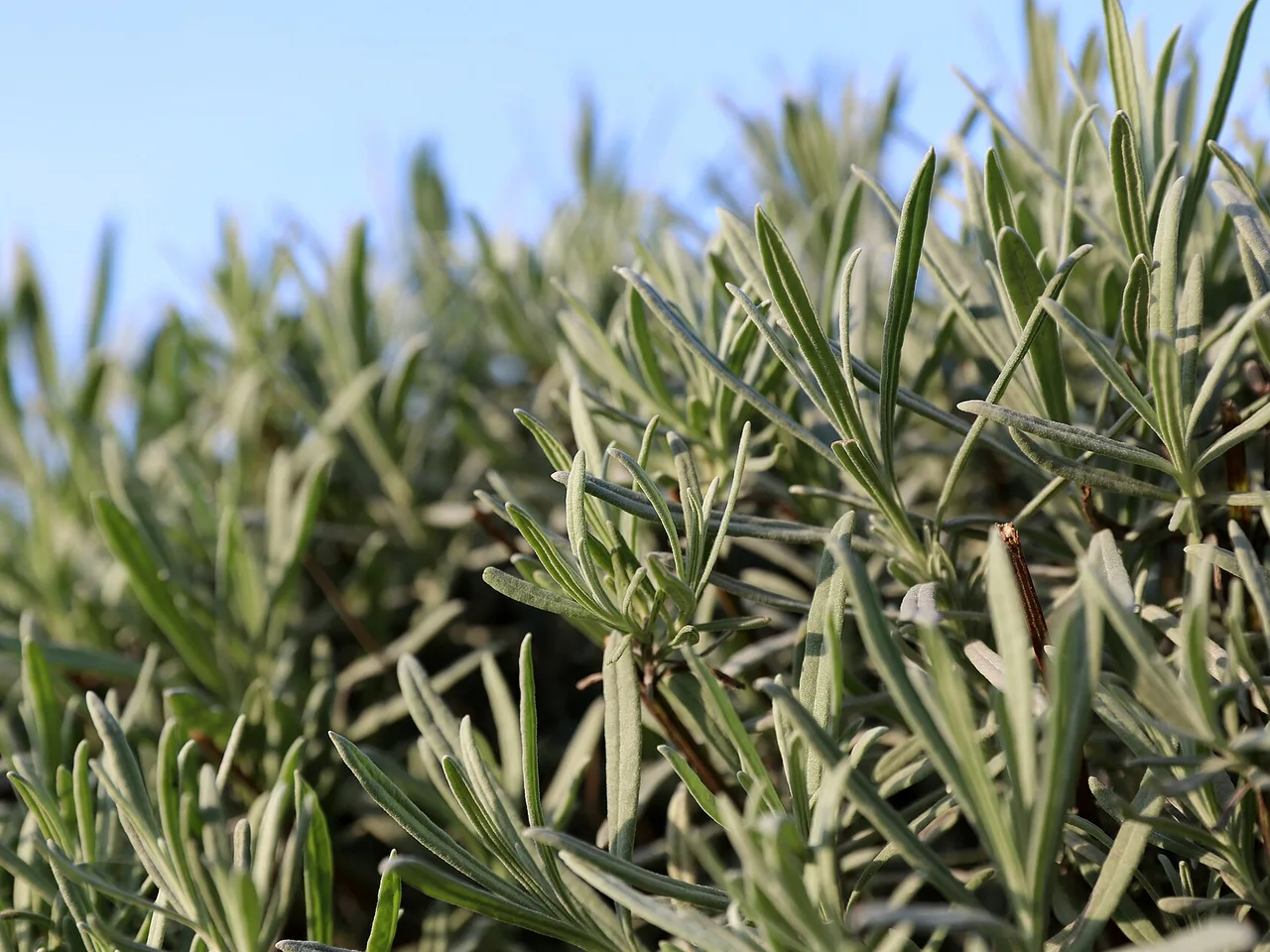 Lavender (Lavandula angustifolia)