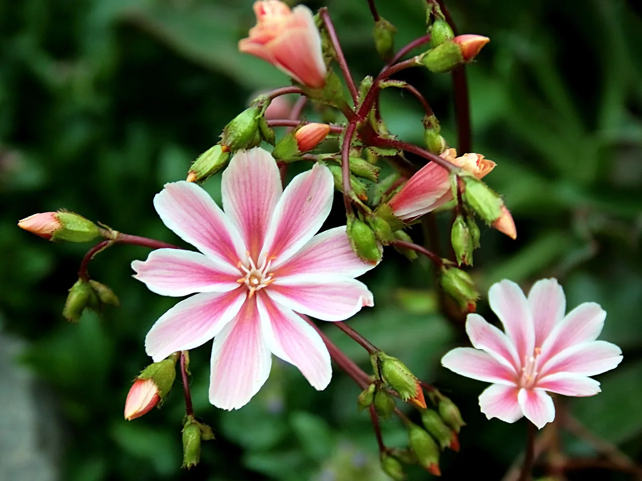 Lewisia (Lewisia cotyledon)
