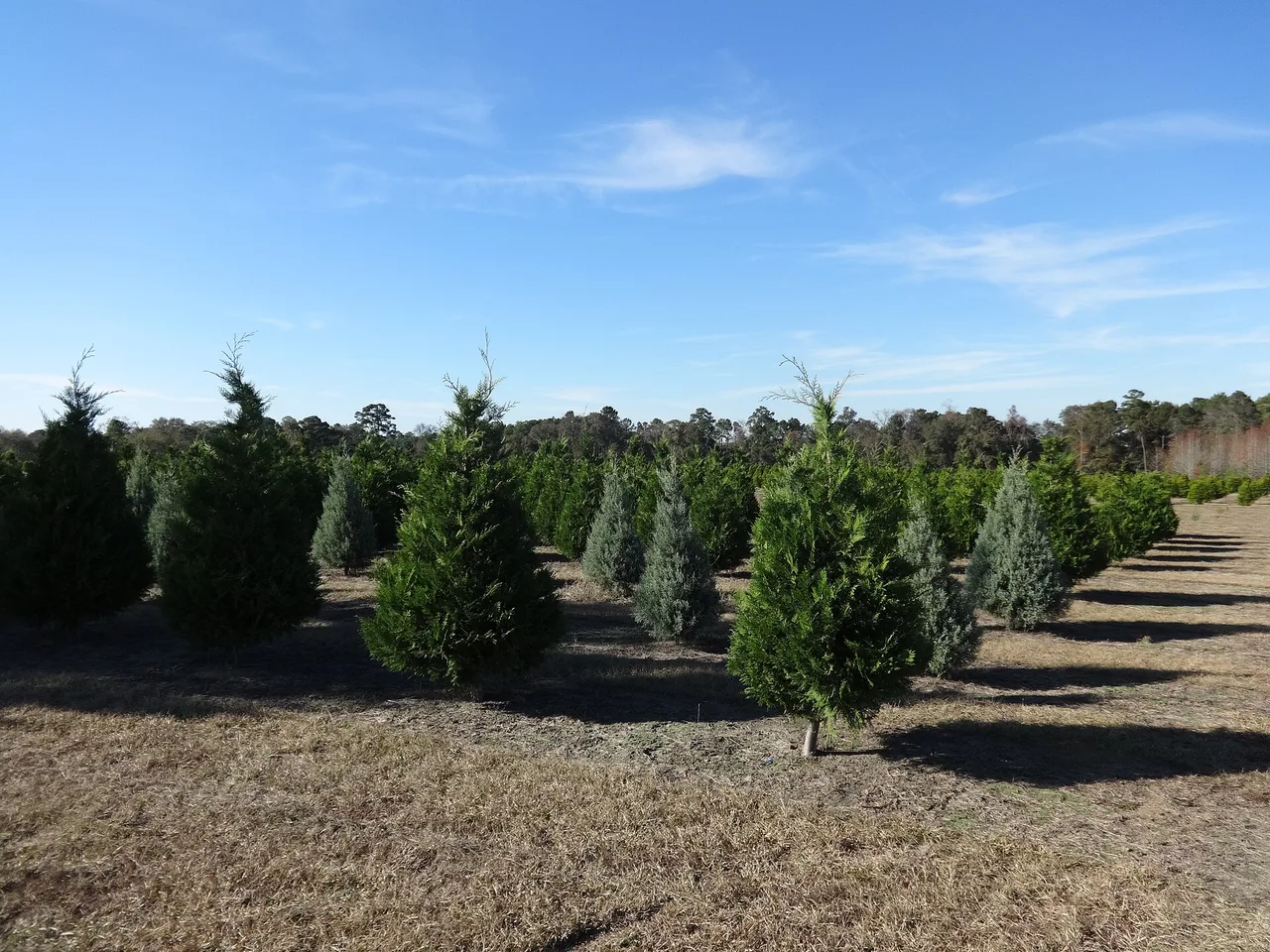 Leyland Cypress (Cupressus x leylandii)