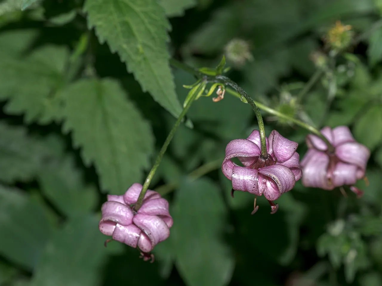 Martagon Lily (Lilium martagon)