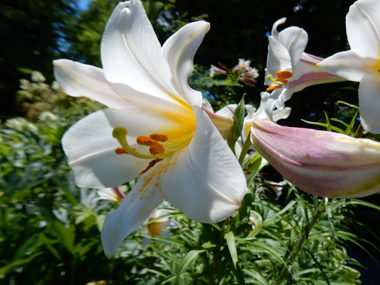 Regal Lily (Lilium regale)