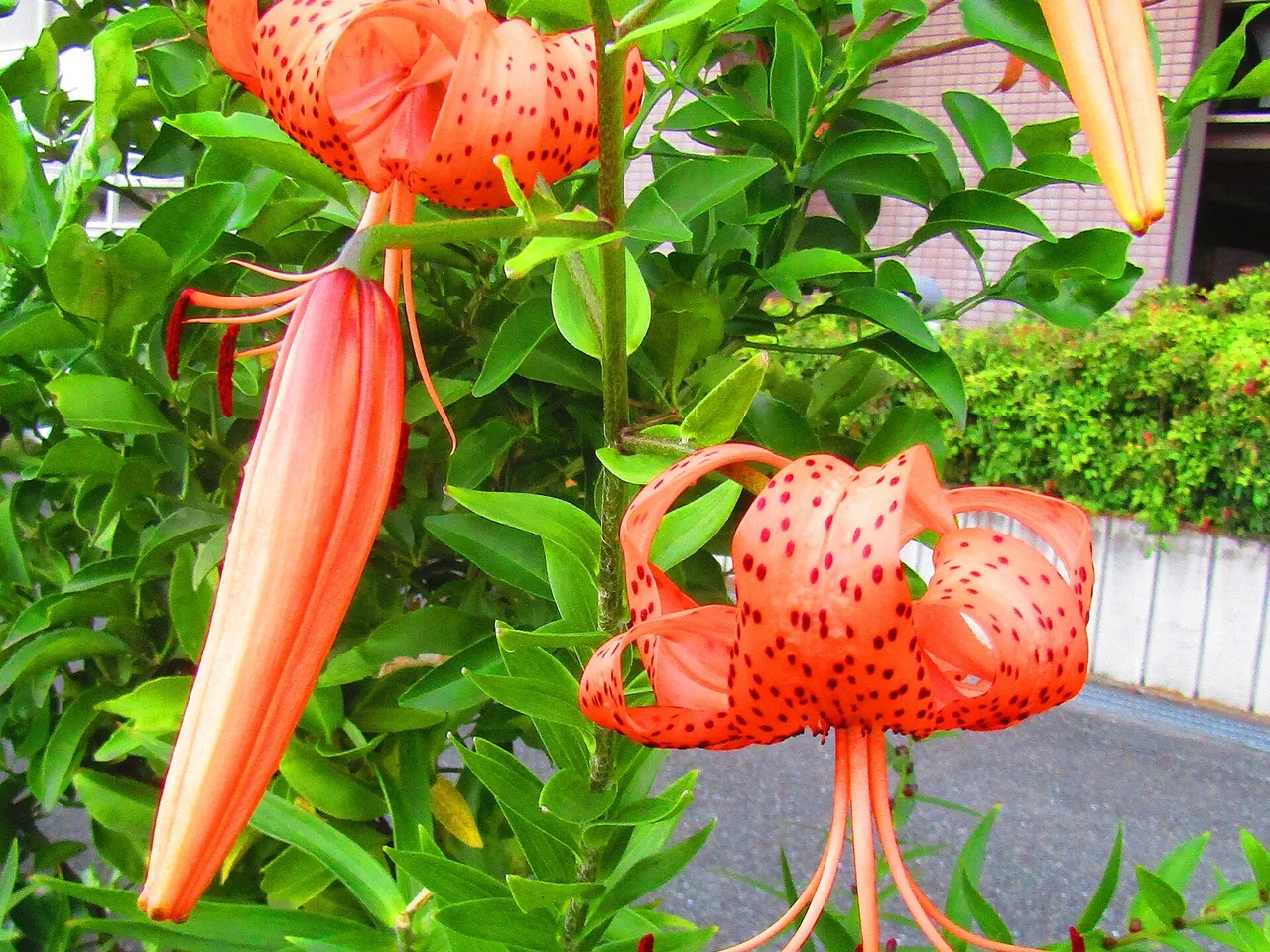 Tiger Lily (Lilium lancifolium)