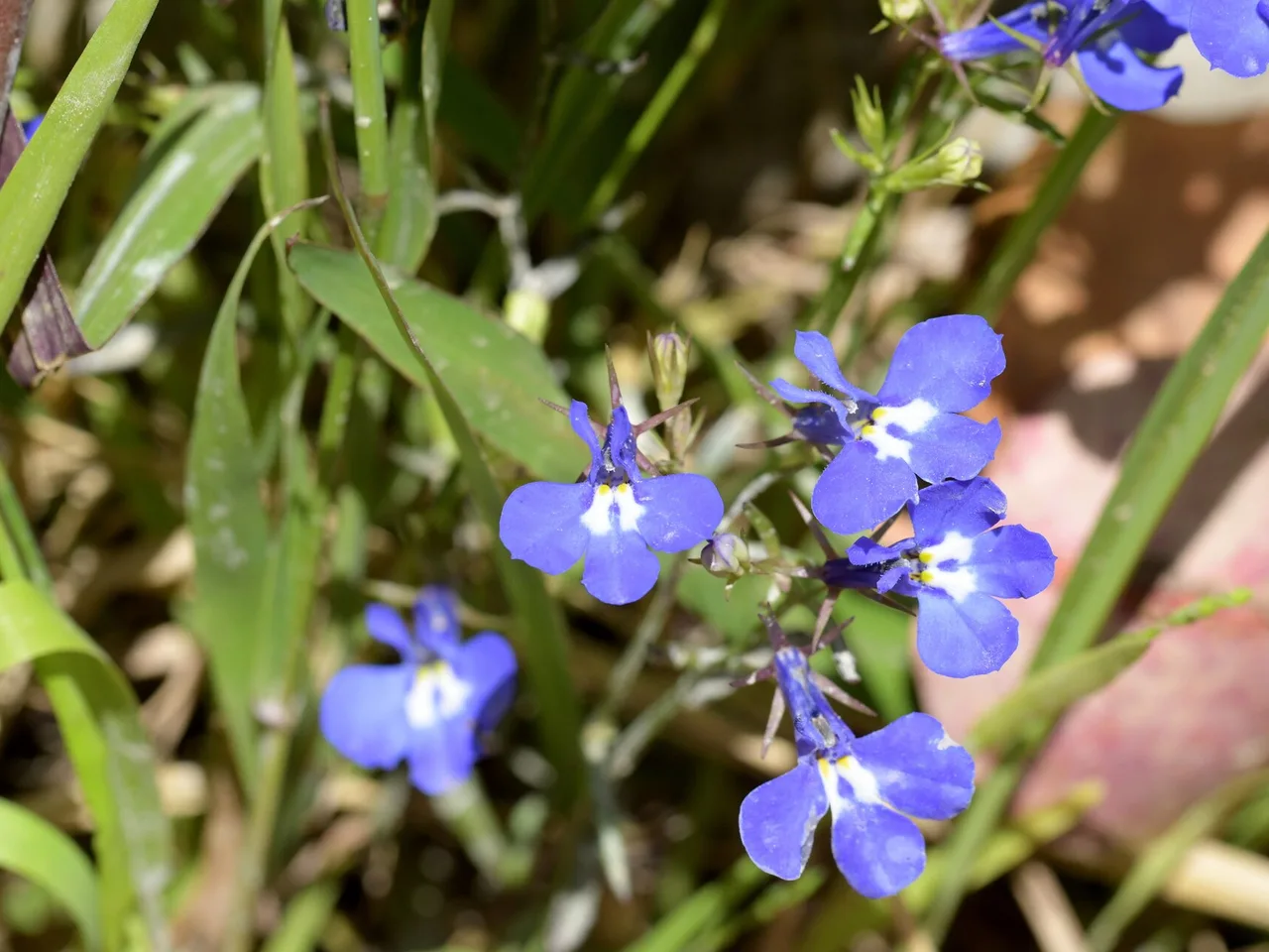 Trailing Lobelia (Lobelia erinus)