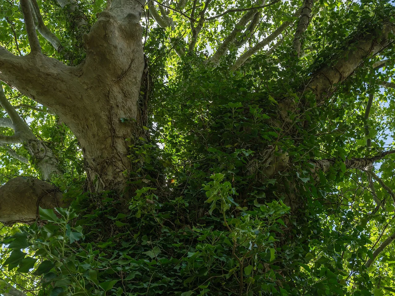 London Plane (Platanus x hispanica)