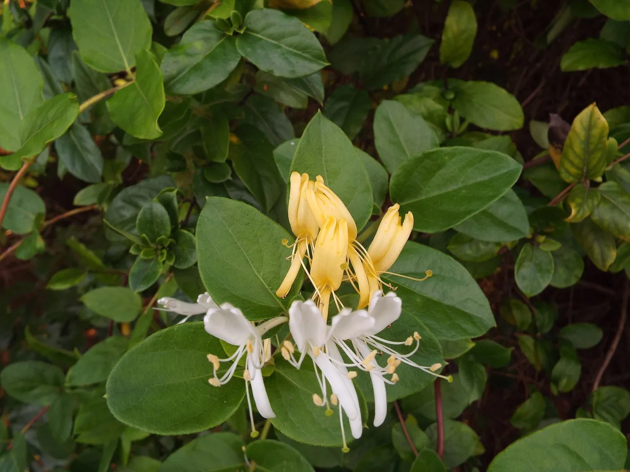 Japanese Honeysuckle (Lonicera japonica)