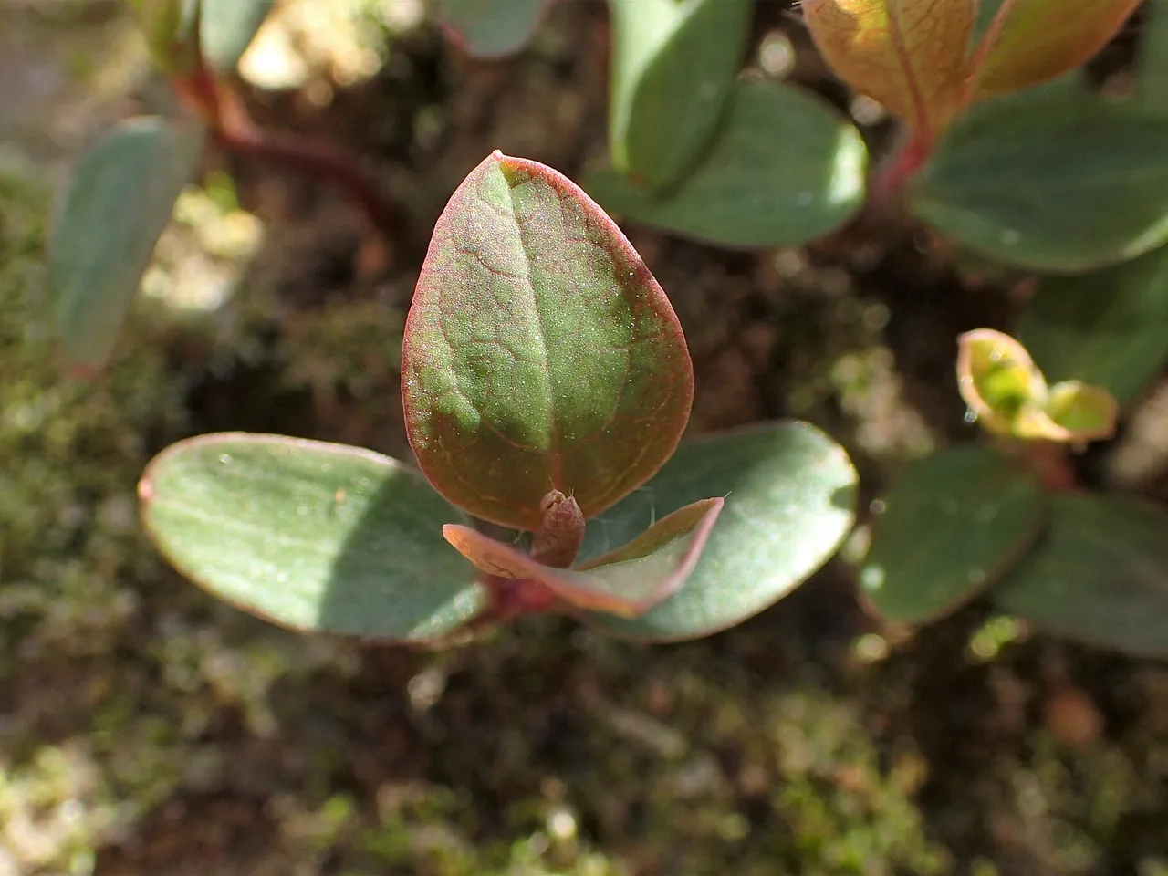 Common Honeysuckle (Lonicera periclymenum)