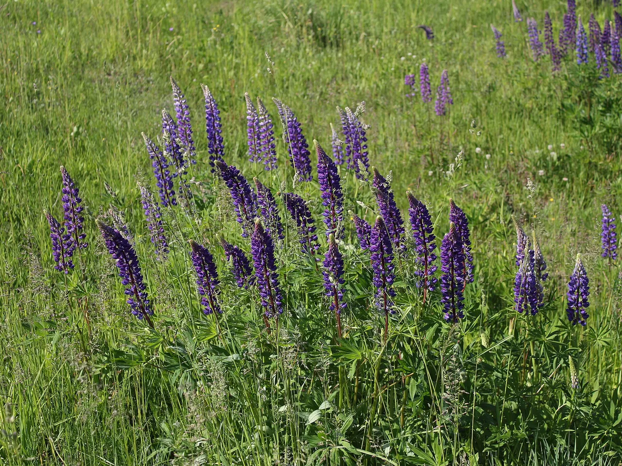 Lupin (Lupinus polyphyllus)