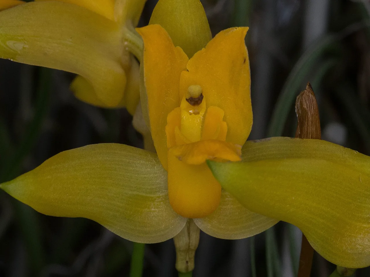 Lycaste (Lycaste aromatica)