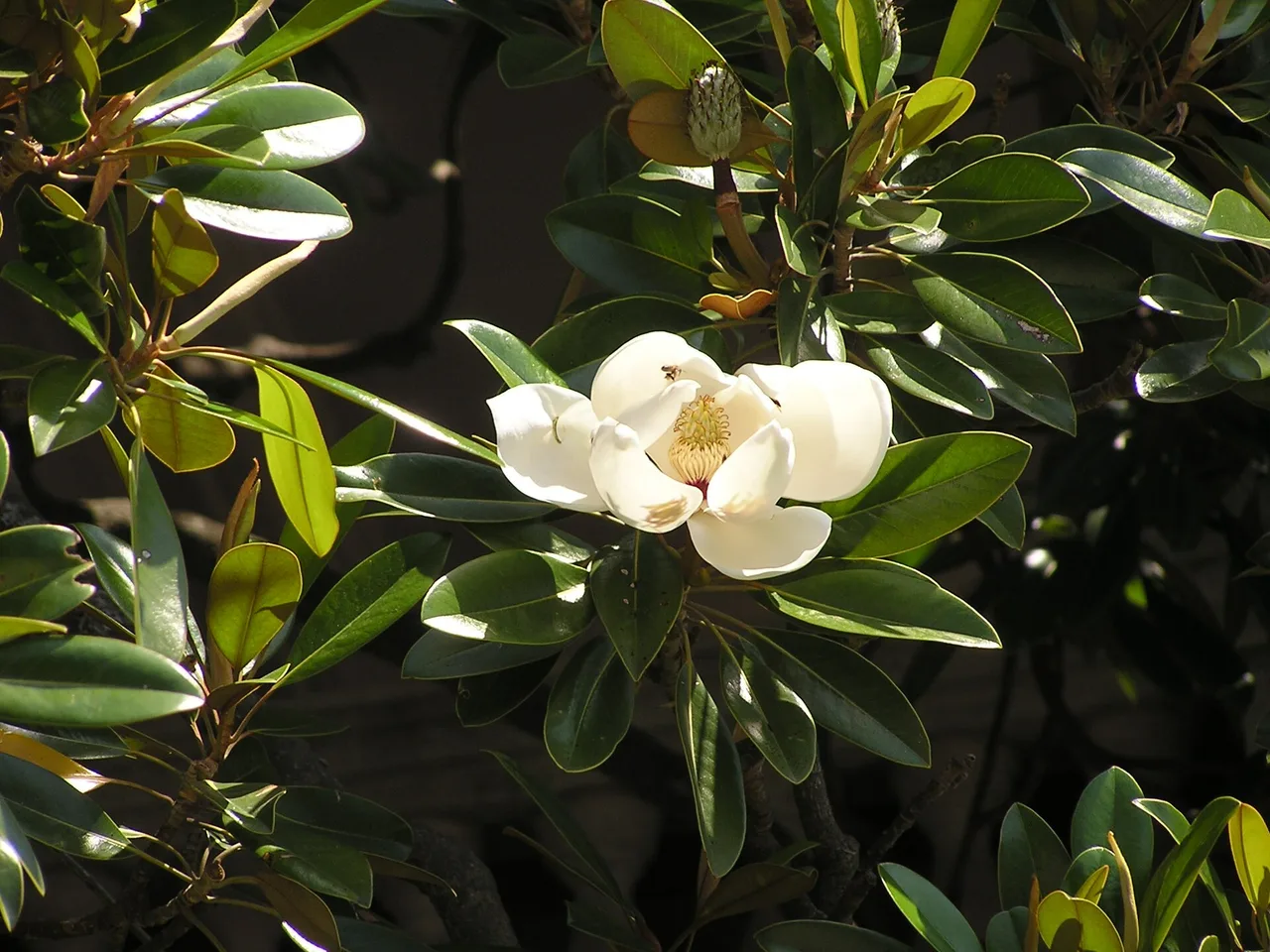 Southern Magnolia (Magnolia grandiflora)