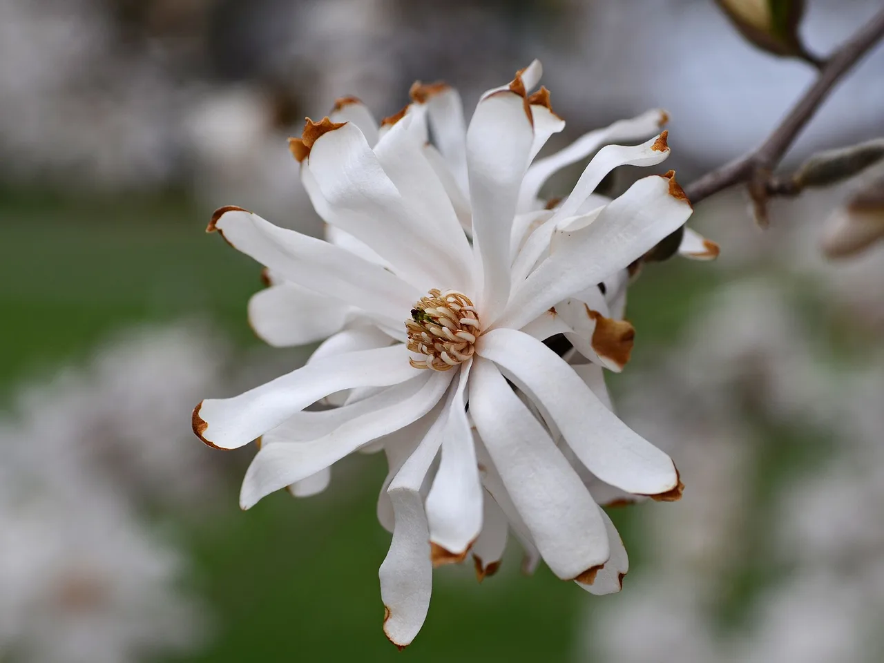 Star Magnolia (Magnolia stellata)