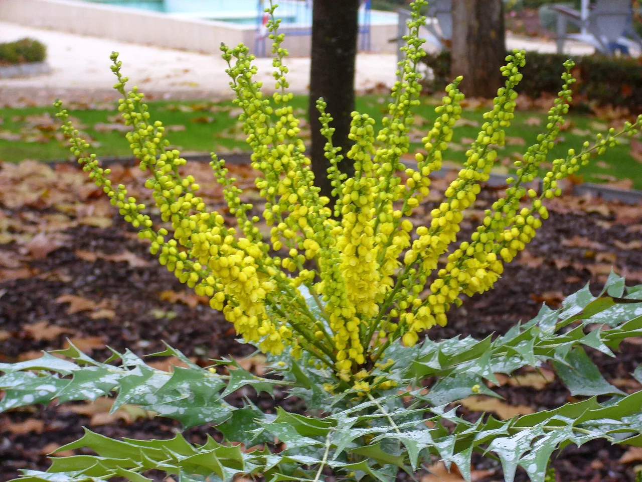 Mahonia (Mahonia x media)