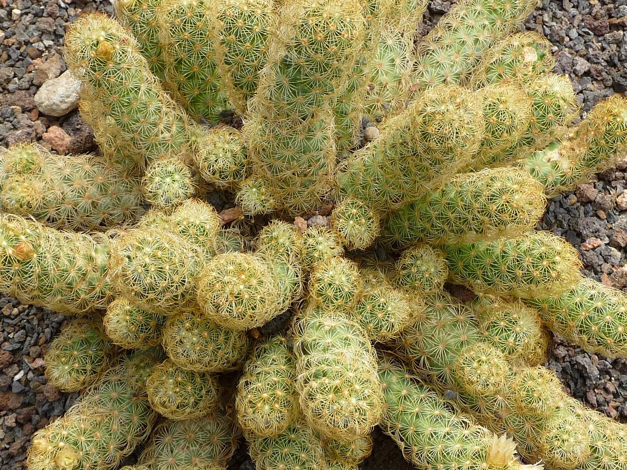 Ladyfinger Cactus (Mammillaria elongata)