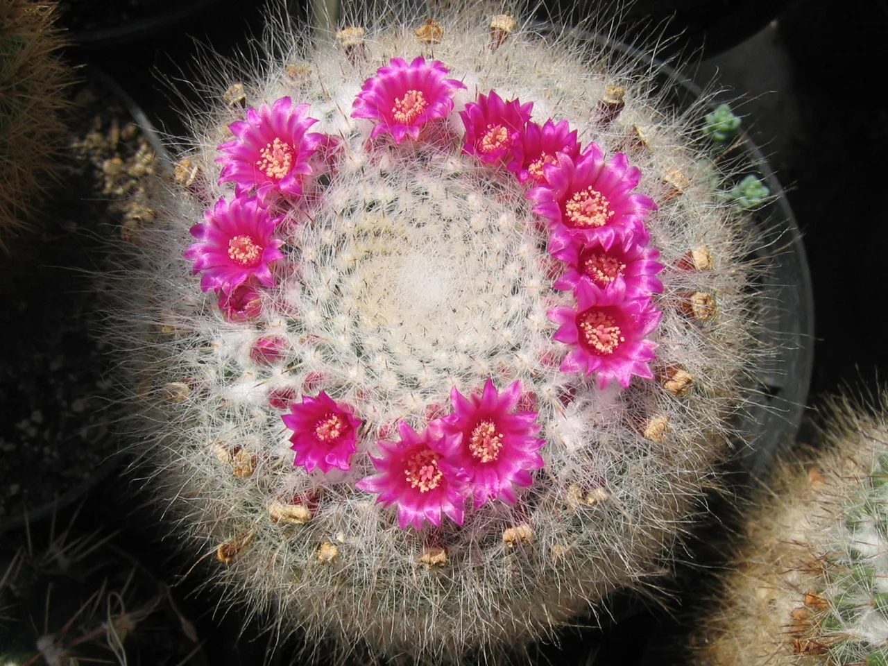 Old Lady Cactus (Mammillaria hahniana)