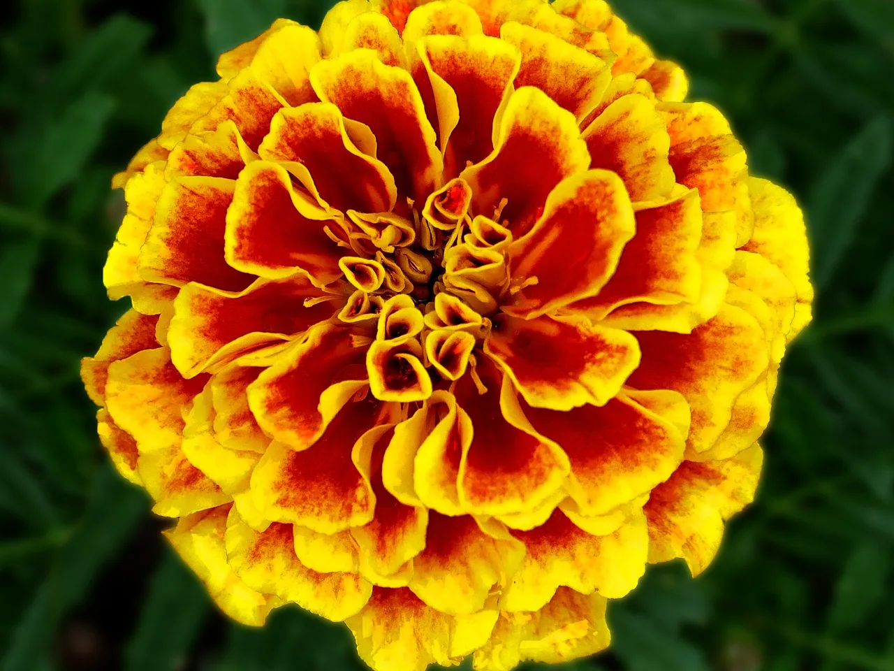 French Marigold (Tagetes patula)