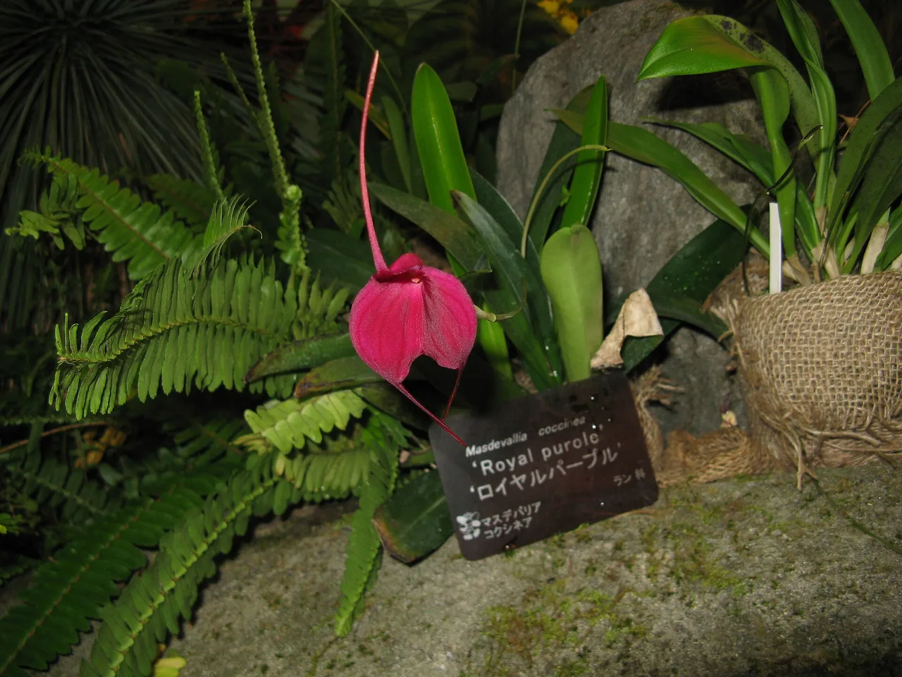 Masdevallia (Masdevallia coccinea)