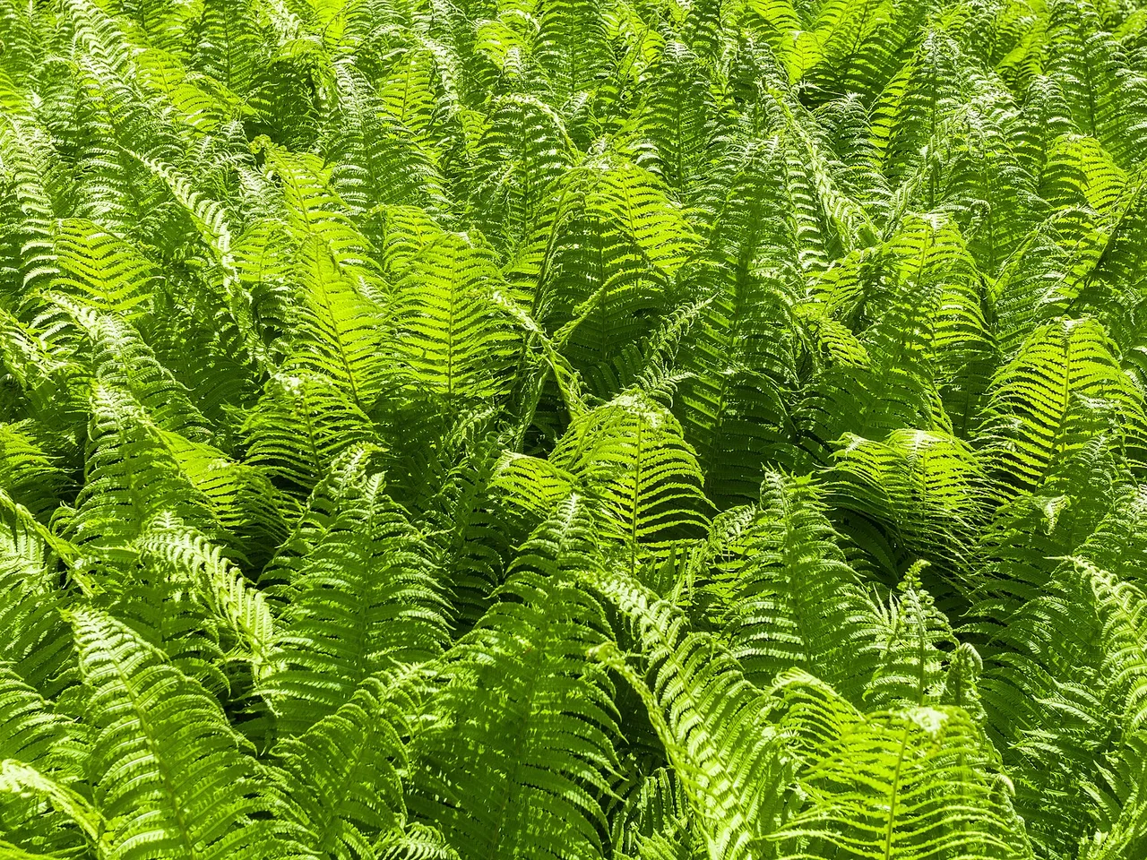 Ostrich Fern (Matteuccia struthiopteris)